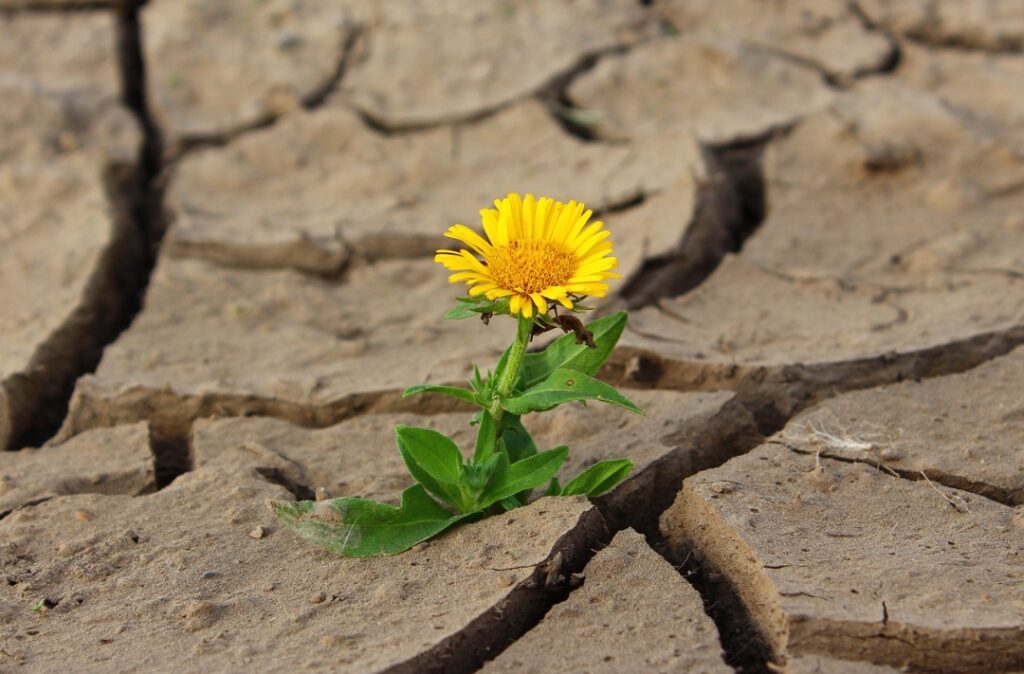 Ilustrasi kekeringan akibat suhu udara naik. FOTO: Pixabay