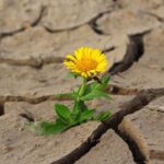 Ilustrasi kekeringan akibat suhu udara naik. FOTO: Pixabay